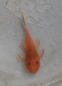 Preview: Roter Antennenwels L144, Ancistrus sp. Red
